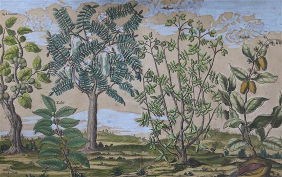 Two engravings of botanical specimens after Jacob van Meurs (Africa and Mexico), later hand-coloured and a watercolour